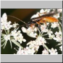 Braconidae sp - Brackwespe 08a 9mm.jpg